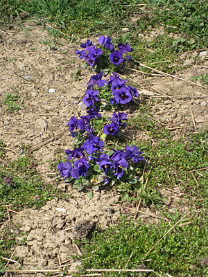 pansy mulched